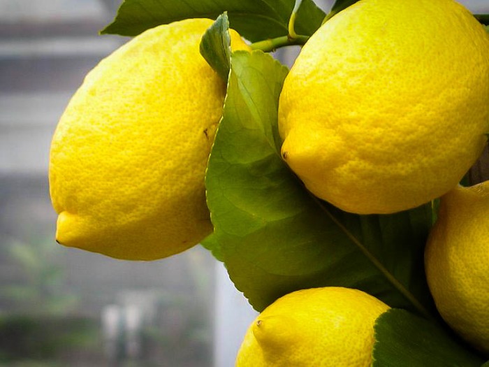 we export lemon eureka